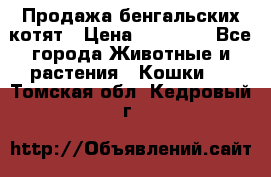 Продажа бенгальских котят › Цена ­ 20 000 - Все города Животные и растения » Кошки   . Томская обл.,Кедровый г.